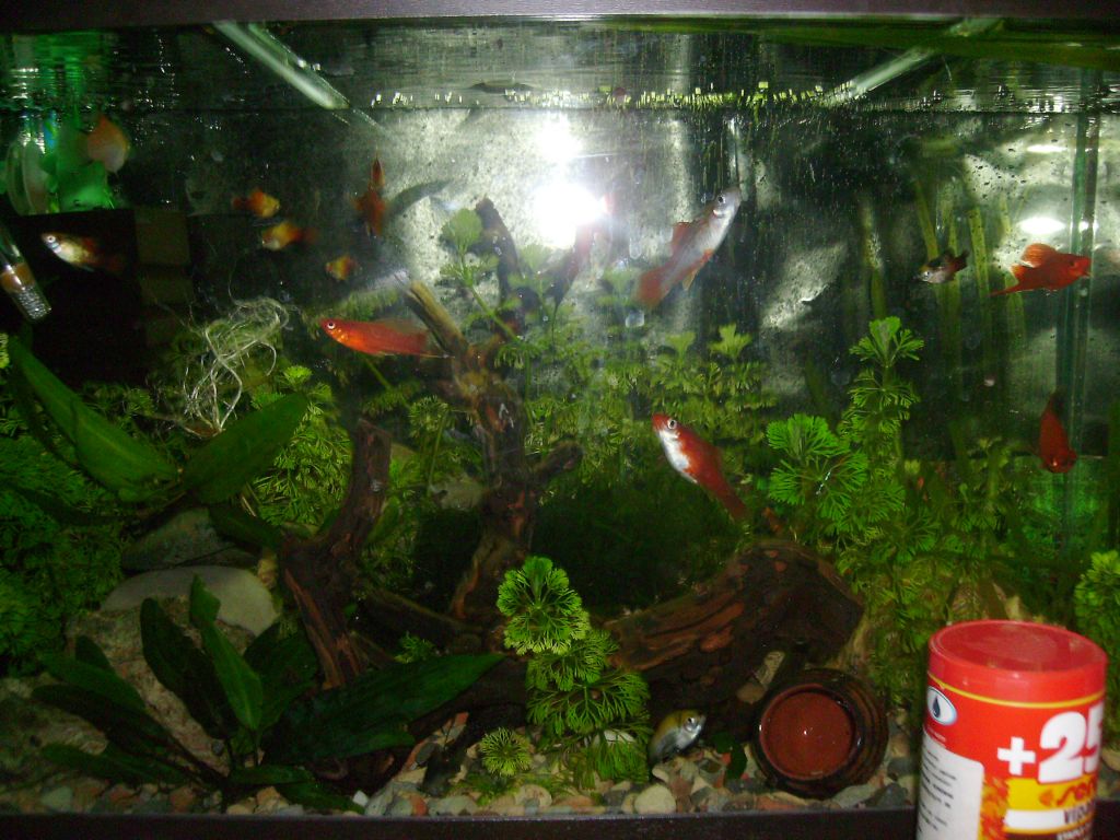 Моят аквариум