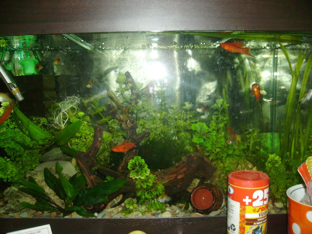 Моят аквариум