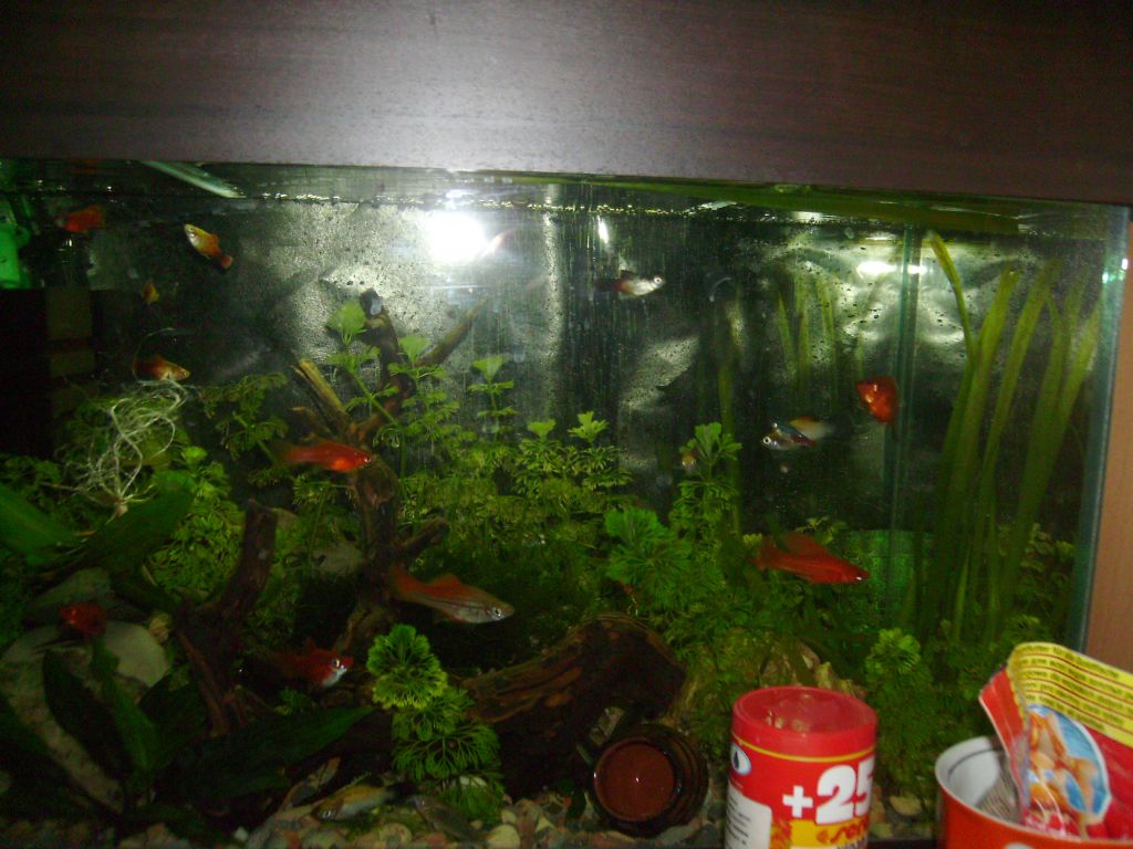 Моят аквариум