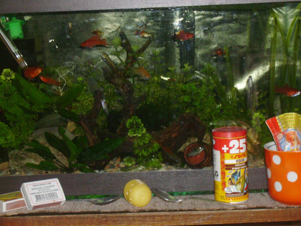 Моят аквариум