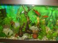 Моят аквариум