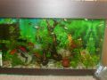 Моят аквариум