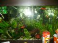 Моят аквариум