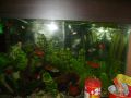 Моят аквариум