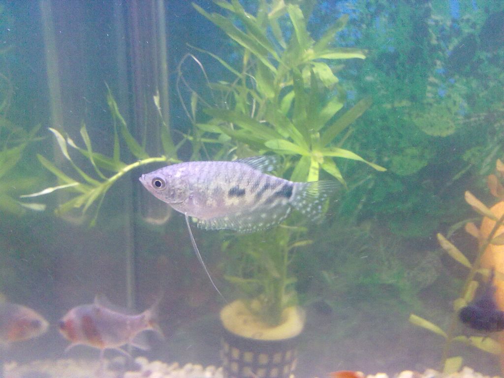 моят трихогастер