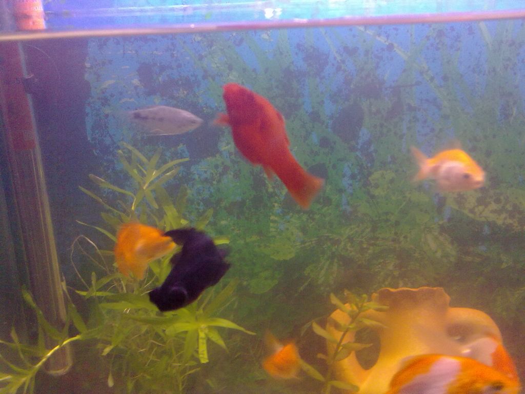 бременната ми хелерка