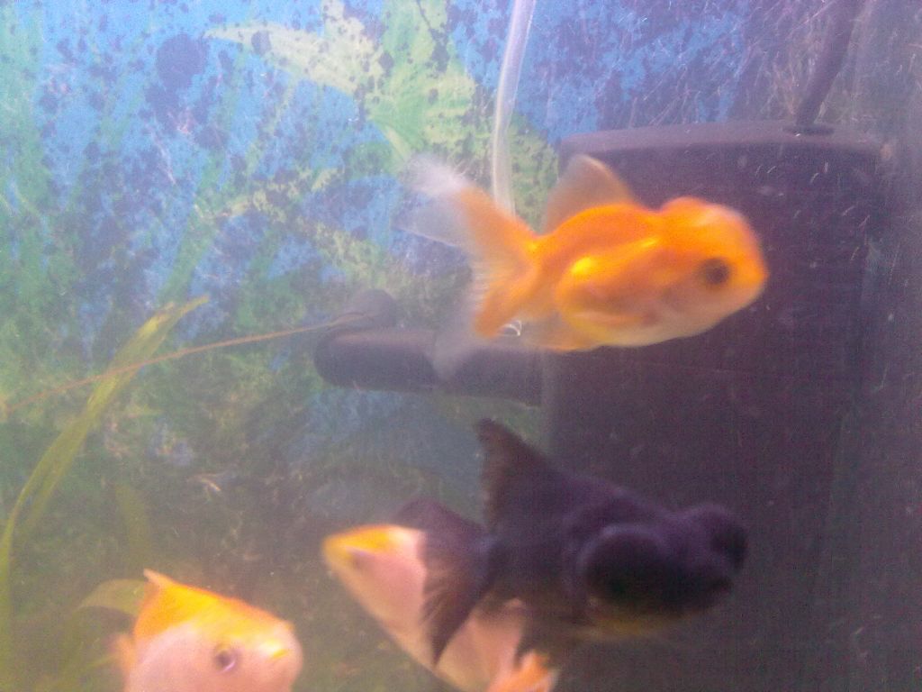 моят моза4ко 