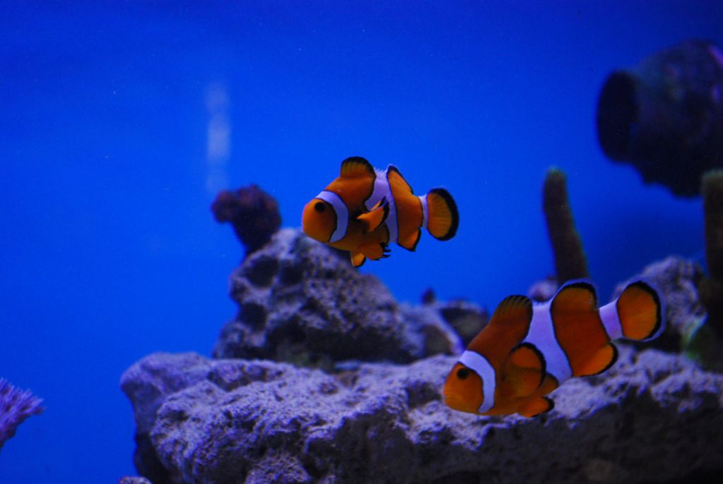 DSC 2521 (1277 x 855)