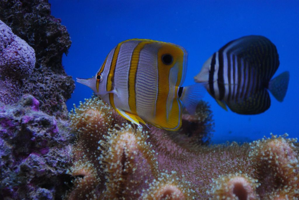 DSC 0073 (1277 x 855)