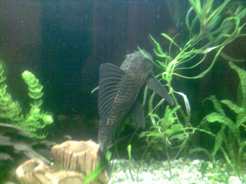 женски плекостомус