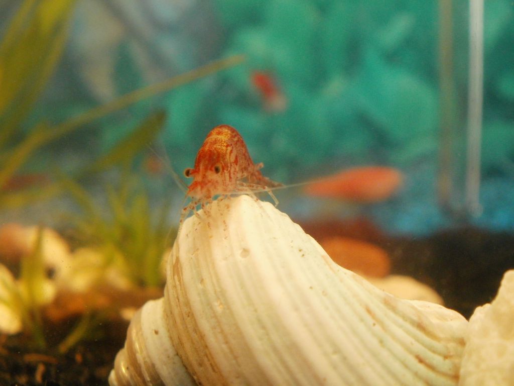 my little red cherry looking to see you!