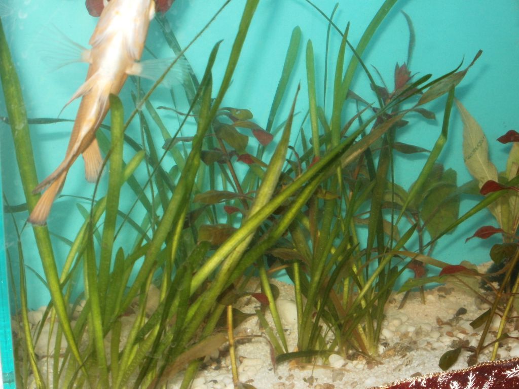 Astronotus ocellatus