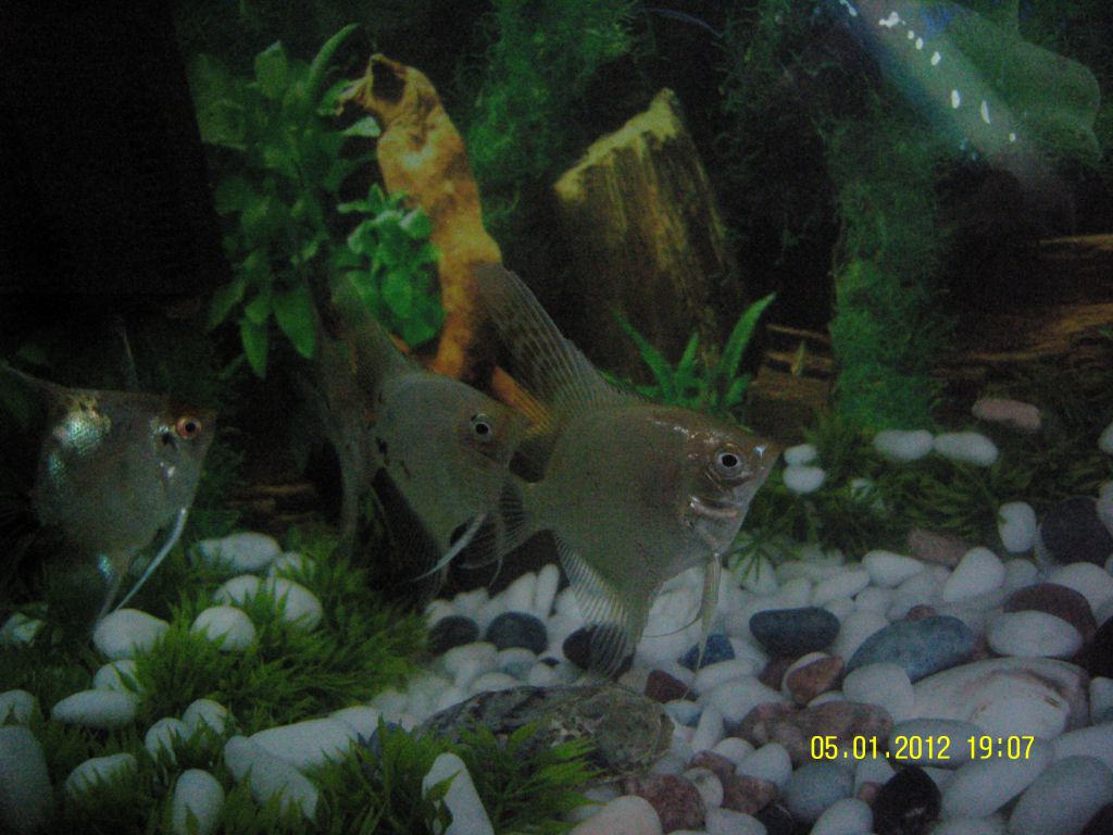 Скаларий 1.. 