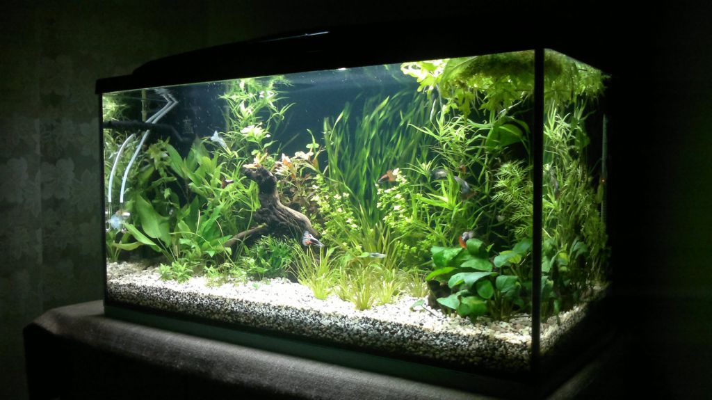 аквариума ми.