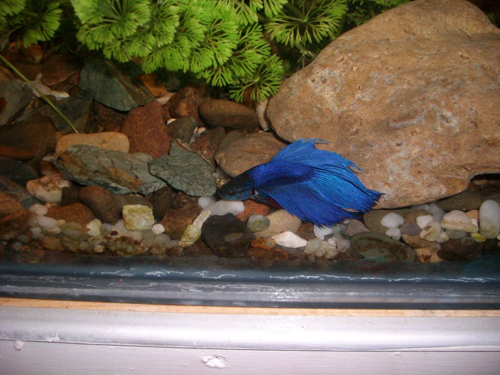 Моята Бета :)