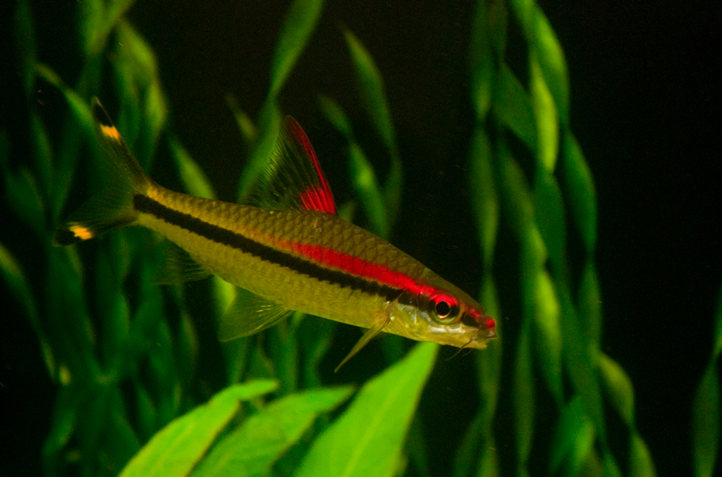 Puntius denisonii