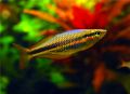 Melanotaenia goldiei "Aru II"