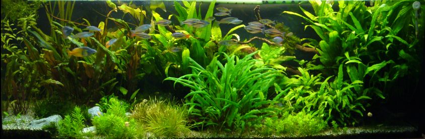 Plamen aquarium