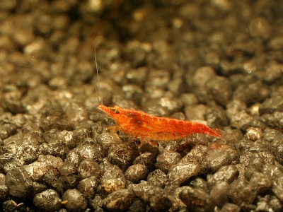 Red Chery shrimp