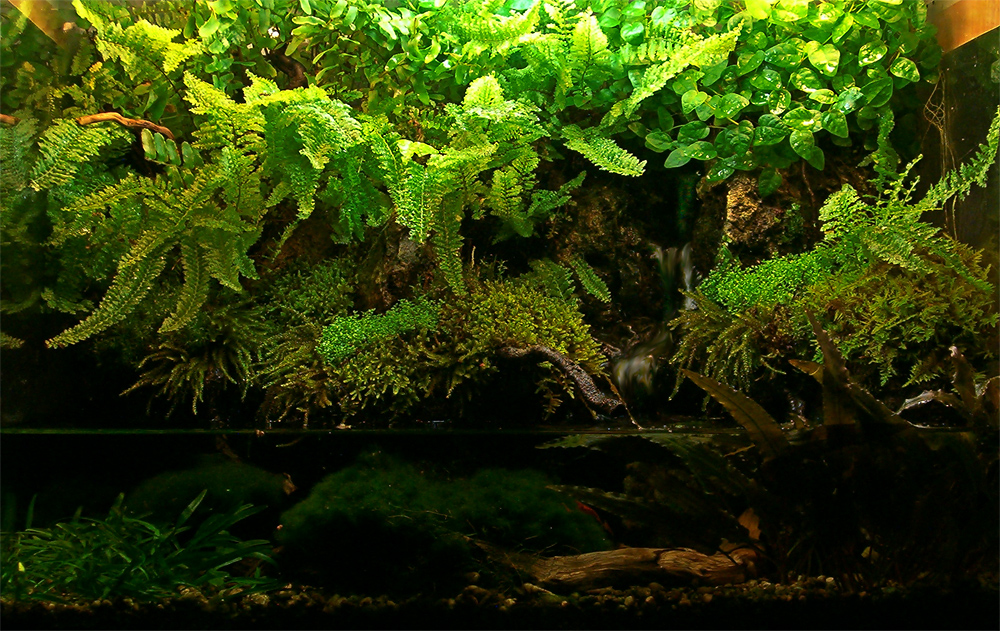 120л Палудариум - 2010г