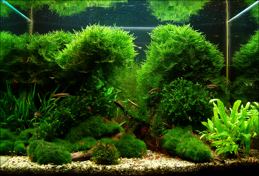 120(107)л. - 2009г