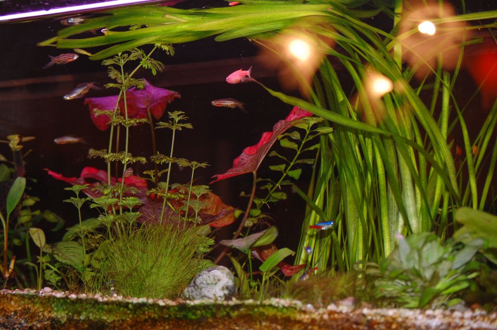 DSC 0045