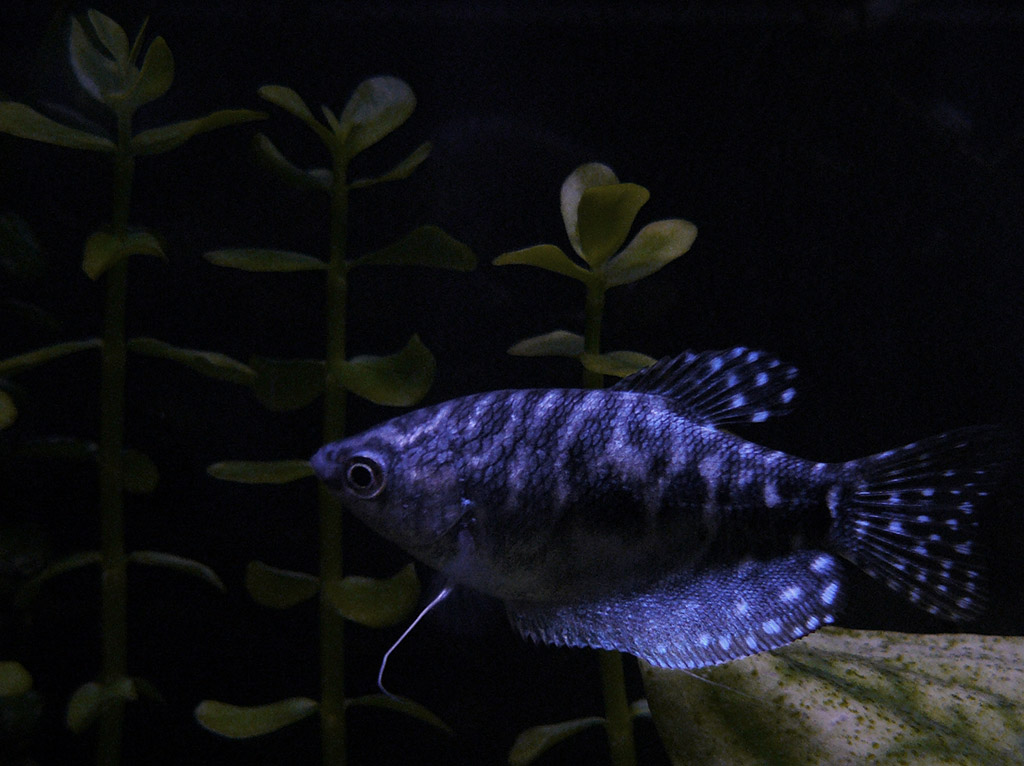 Трихогастер 