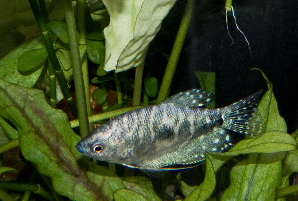 Трихогастер 