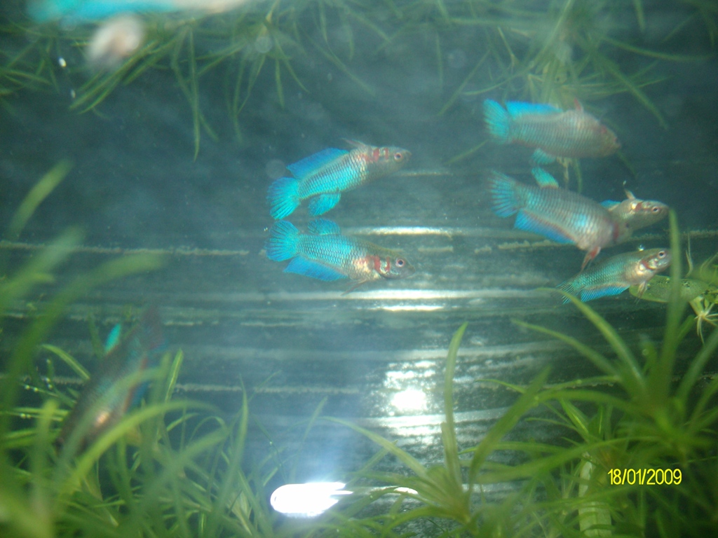 Още един син красавец