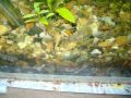Golden Ancistrus