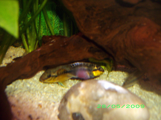 1243868666 kprx9565 imgp2007