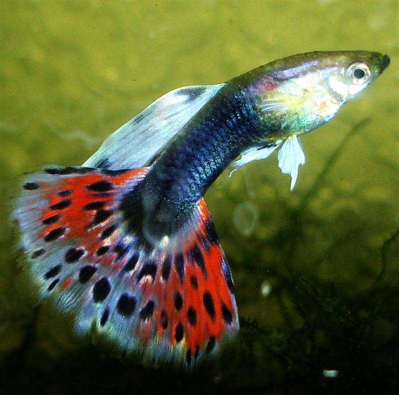 HBR 4
