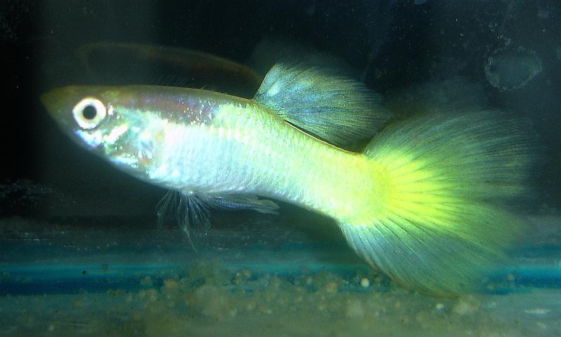 Yellow_1