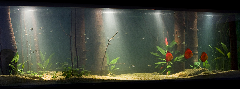 Amazon river