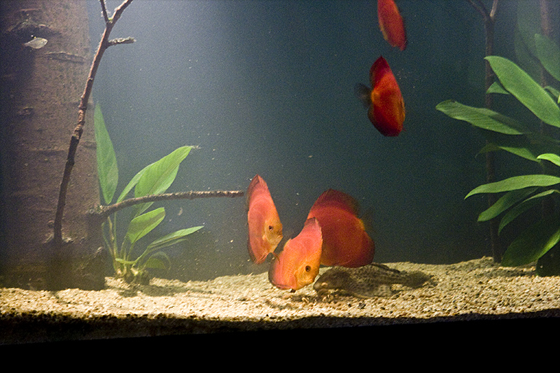 Amazon river