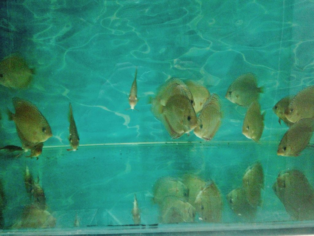DSC056871