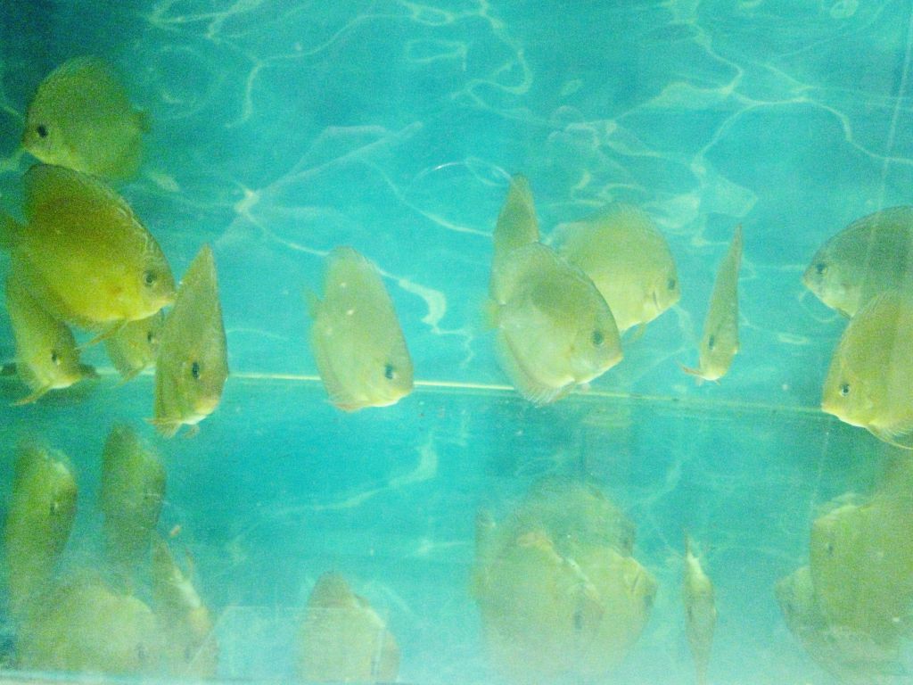 DSC056881