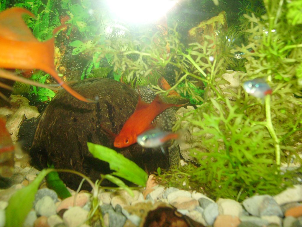 Моят Анциструс