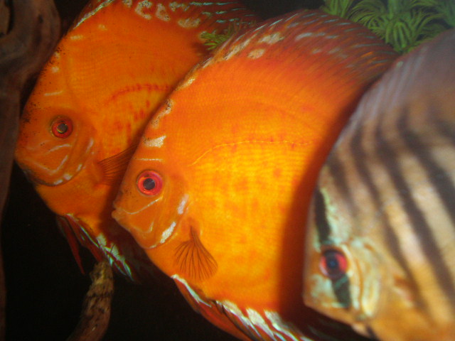 diskusite na manekena