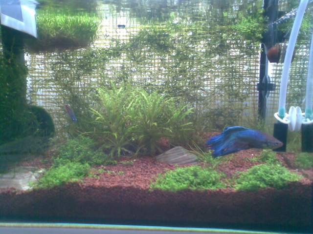 Моята бета в 12 литра