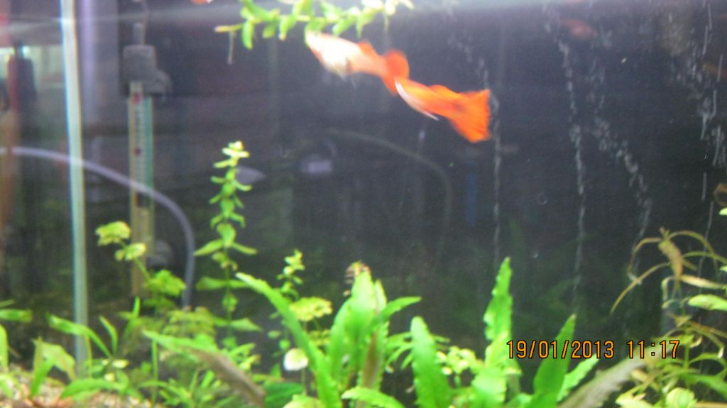 Full red blonde guppy