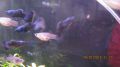 Moskow black blue guppy