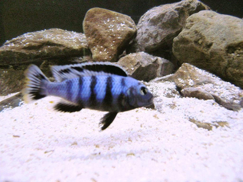 Pseudotropheus Saulosi, мъжки