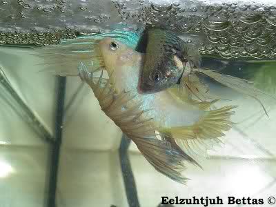 betta spawn2