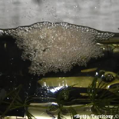 eggs in nest1