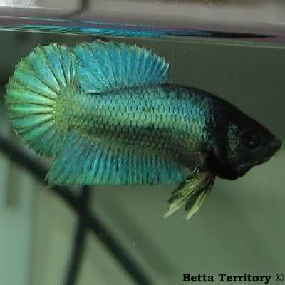 young betta 7weeks