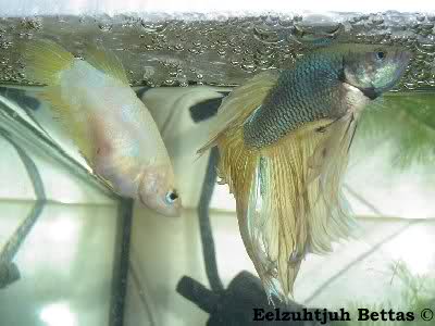 betta spawn1