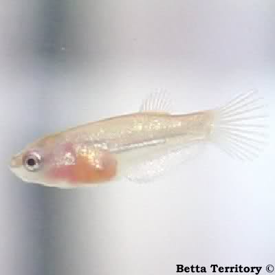 small betta 2+weeks