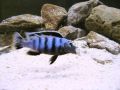 Pseudotropheus Saulosi, мъжки