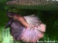 nest bottom